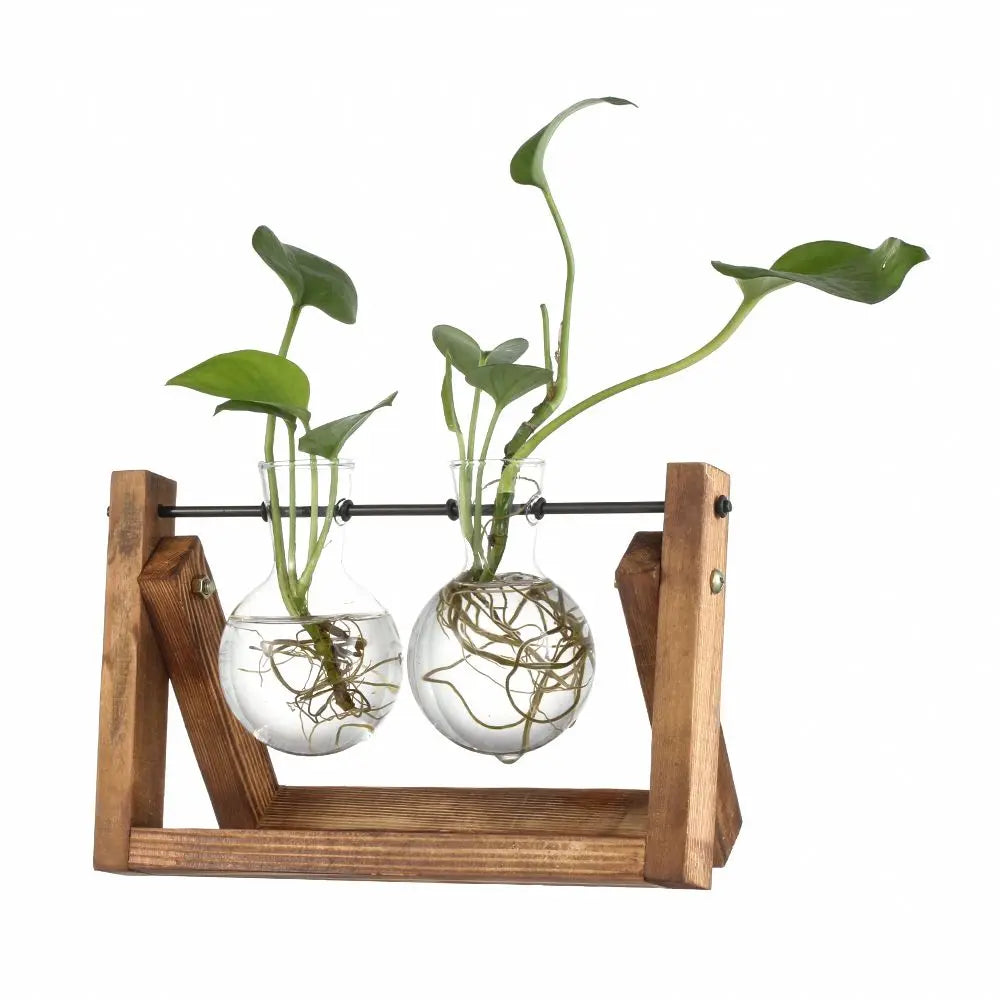 Hydroponic Glass Plant Vases